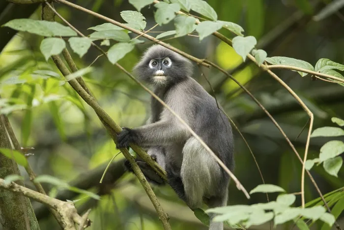 Gerahmter Druck : Dusky-Blätteraffe (Trachypithecus obscurus) Gerahmter Druck : Dusky-Blätteraffe (Trachypithecus obscurus)