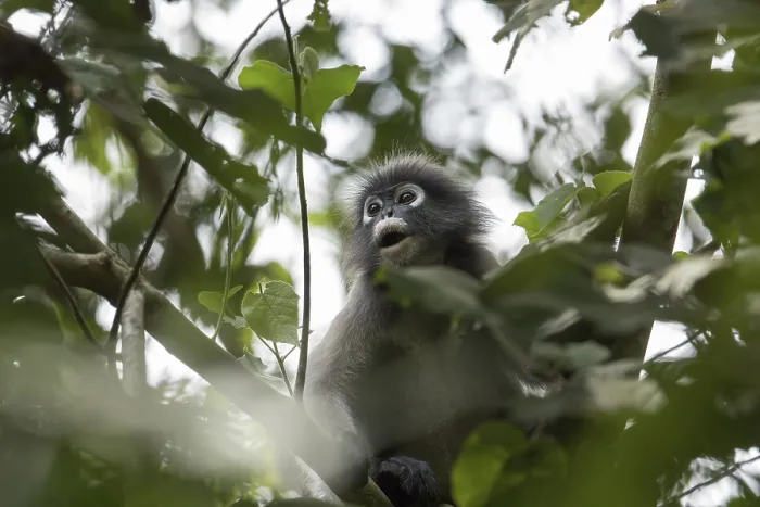 Gerahmter Druck : Dusky-Blatthandaffe (Trachypithecus obscurus) Gerahmter Druck : Dusky-Blatthandaffe (Trachypithecus obscurus)