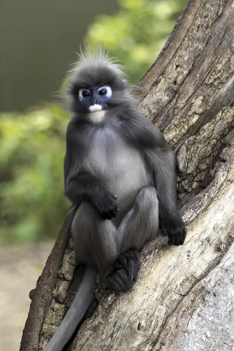 Gerahmter Druck : Dusky-Blätteraffe (Trachypithecus obscurus) Gerahmter Druck : Dusky-Blätteraffe (Trachypithecus obscurus)
