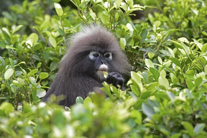 Gerahmter Druck : Dusky-Blattmensch (Trachypithecus obscurus) Gerahmter Druck : Dusky-Blattmensch (Trachypithecus obscurus)