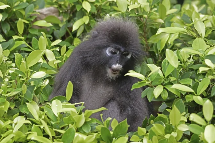 Gerahmter Druck : Dusky-Blattaffe (Trachypithecus obscurus) Gerahmter Druck : Dusky-Blattaffe (Trachypithecus obscurus)