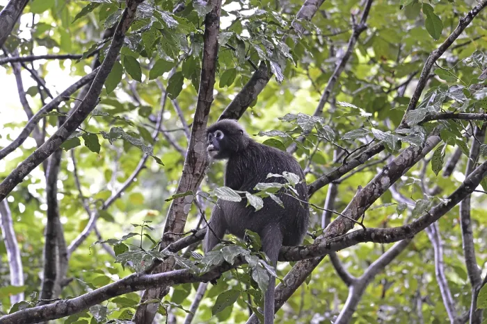 Gerahmter Druck : Dusky-Blattmaki (Trachypithecus obscurus) Gerahmter Druck : Dusky-Blattmaki (Trachypithecus obscurus)