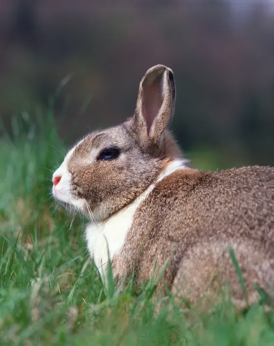 Gerahmter Druck : Kleinwüchsiger Kaninchen, Kleinwüchsiger Kaninchen. Gerahmter Druck : Kleinwüchsiger Kaninchen, Kleinwüchsiger Kaninchen.