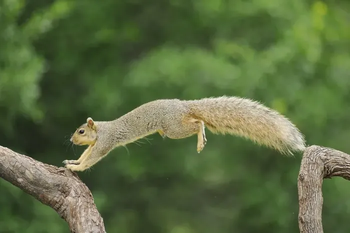 Gerahmter Druck : Ostlicher Grauschwanz-Eichhörnchen (Sciurus niger)
