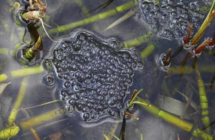 Gerahmter Druck : Froschlaich im Teich, Laich. Gerahmter Druck : Froschlaich im Teich, Laich.