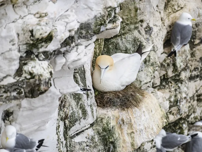 Gerahmter Druck : Gannet, brütend an den Bempton Cliffs Gerahmter Druck : Gannet, brütend an den Bempton Cliffs