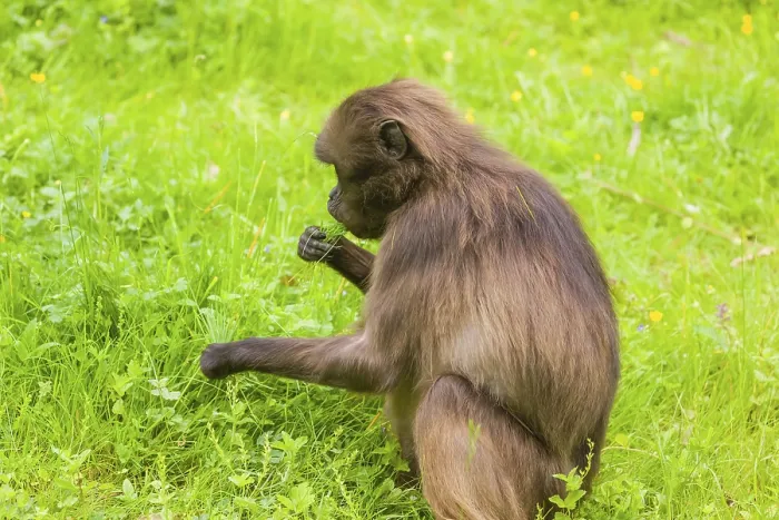Gerahmter Druck : Ein Gelada (Theropithecus gelada) Gerahmter Druck : Ein Gelada (Theropithecus gelada)