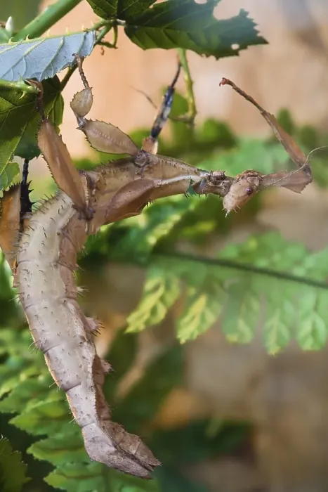 Gerahmter Druck : Geisterinsekt (Phasmatodea, Syn. Phasmida) Gerahmter Druck : Geisterinsekt (Phasmatodea, Syn. Phasmida)