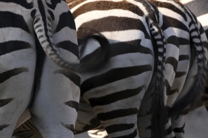 Gerahmter Druck : Grantzebra von hinten Gerahmter Druck : Grantzebra von hinten