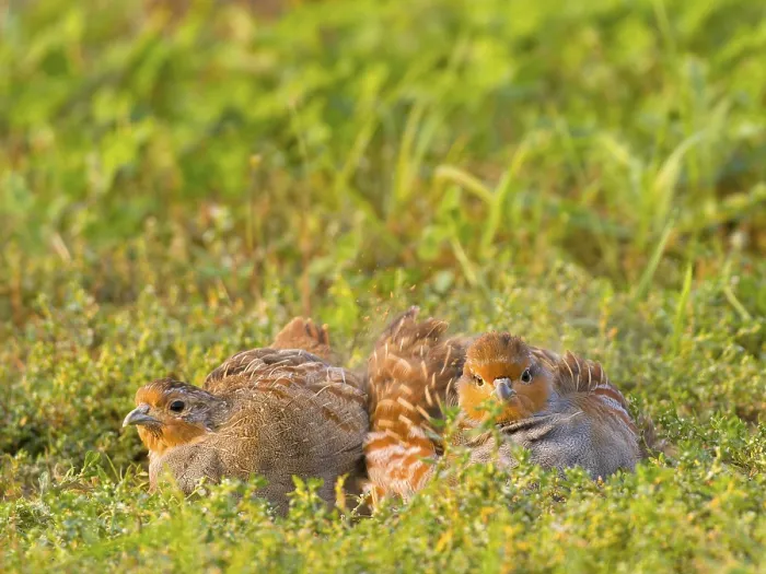 Gerahmter Druck : Graugänse (Perdix perdix) Gerahmter Druck : Graugänse (Perdix perdix)