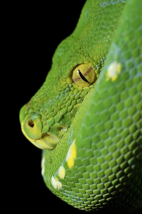 Gerahmter Druck : Grüner Baumpython (Chondropython viridis) Gerahmter Druck : Grüner Baumpython (Chondropython viridis)