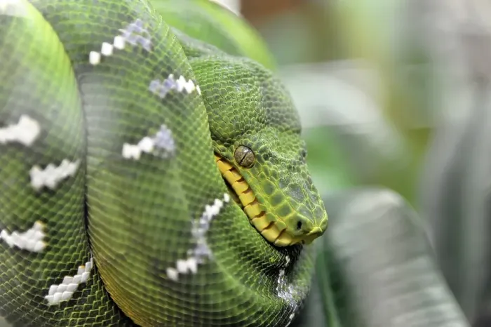 Gerahmter Druck : Grüner Baumpython (Chondropython viridis) Gerahmter Druck : Grüner Baumpython (Chondropython viridis)