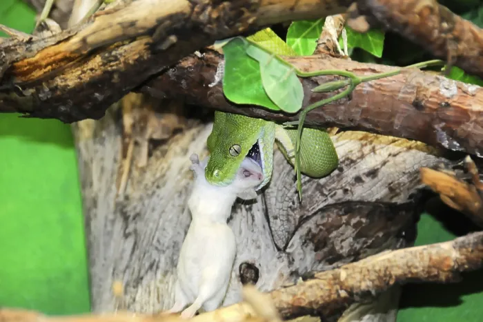 Gerahmter Druck : Grüner Baumpython (Chondropython viridis) Gerahmter Druck : Grüner Baumpython (Chondropython viridis)