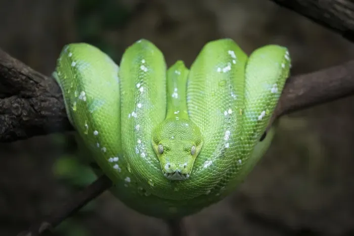 Gerahmter Druck : Grüner Baumpython (Chondropython viridis) auf einem Ast. Gerahmter Druck : Grüner Baumpython (Chondropython viridis) auf einem Ast.