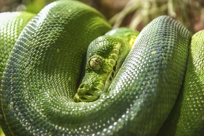 Gerahmter Druck : Grüner Baumpython (Chondropython viridis), Gehege. Gerahmter Druck : Grüner Baumpython (Chondropython viridis), Gehege.