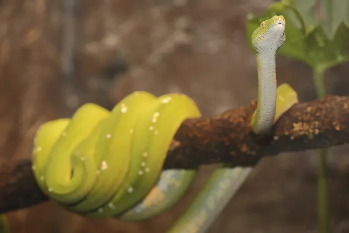 Gerahmter Druck : Grüner Baumpython (Chondropython viridis), im Gefangenschaft. Gerahmter Druck : Grüner Baumpython (Chondropython viridis), im Gefangenschaft.