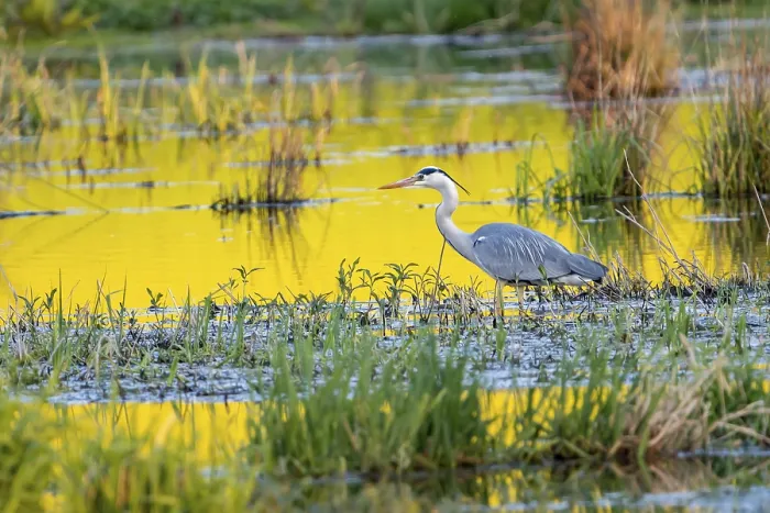 Gerahmter Druck : Graureiher (Ardea cinerea), Vulkanische Eifel. Gerahmter Druck : Graureiher (Ardea cinerea), Vulkanische Eifel.