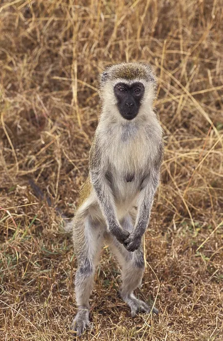 Gerahmter Druck : Grivet (Cercopithecus aethiops)