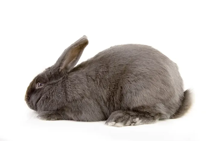 Gerahmter Druck : Hare
