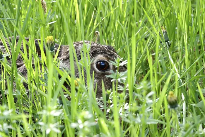 Gerahmter Druck : Hase im Gras, Frühling, Deutschland, Europa. Gerahmter Druck : Hase im Gras, Frühling, Deutschland, Europa.