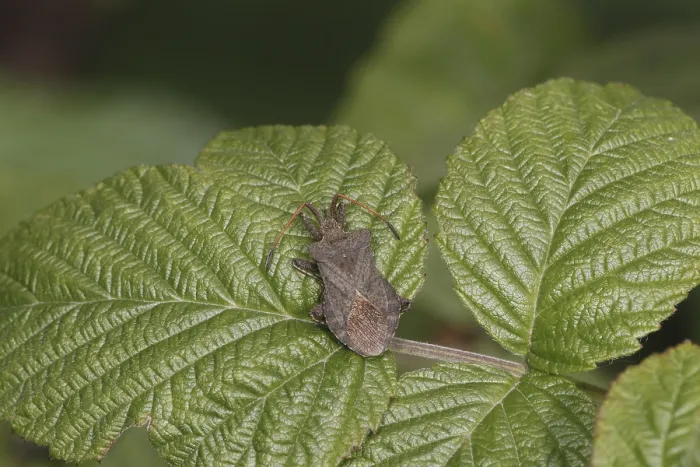 Gerahmter Druck : Hemipterus Hemipterus Gerahmter Druck : Hemipterus Hemipterus