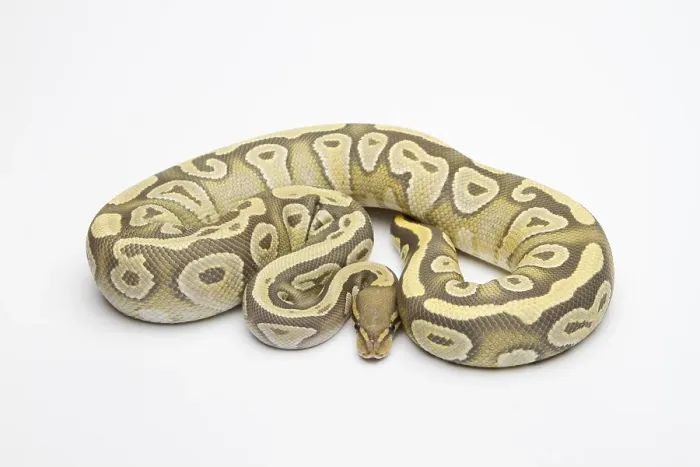 Gerahmter Druck : Hypo Mojave Ball Python oder Royal Python (Python regius) Gerahmter Druck : Hypo Mojave Ball Python oder Royal Python (Python regius)