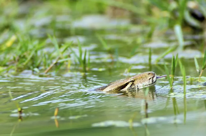 Gerahmter Druck : Indischer Python (Python molurus) Gerahmter Druck : Indischer Python (Python molurus)