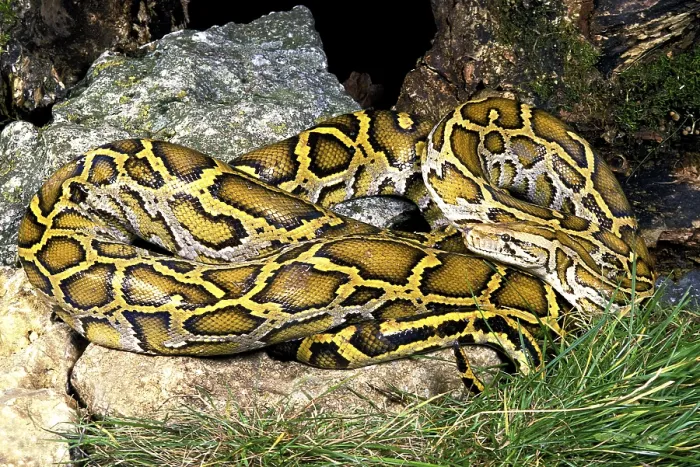 Gerahmter Druck : Indischer Python (Python molurus) Gerahmter Druck : Indischer Python (Python molurus)