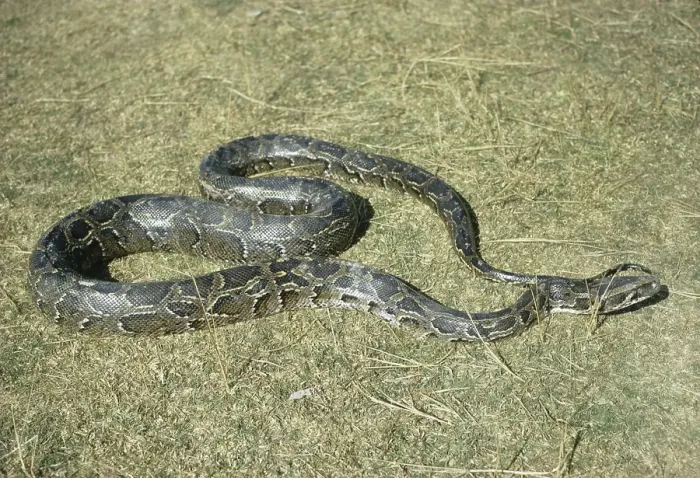 Gerahmter Druck : Indischer Python (Python molurus) auf Gras.