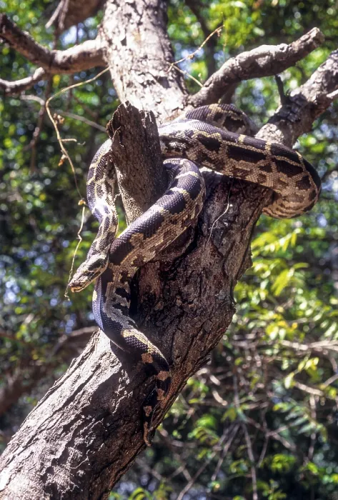 Gerahmter Druck : Indischer Rockpython (Python molurus) in Gefangenschaft. Gerahmter Druck : Indischer Rockpython (Python molurus) in Gefangenschaft.