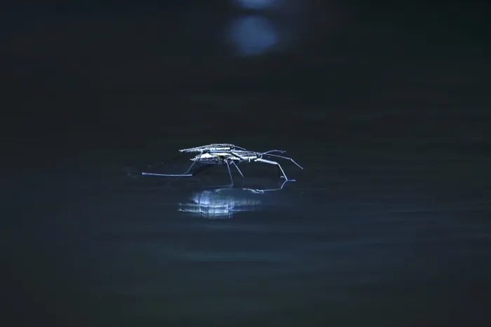 Gerahmter Druck : Insekt Wasserspringer (Gerridae) an einem Fluss. Gerahmter Druck : Insekt Wasserspringer (Gerridae) an einem Fluss.