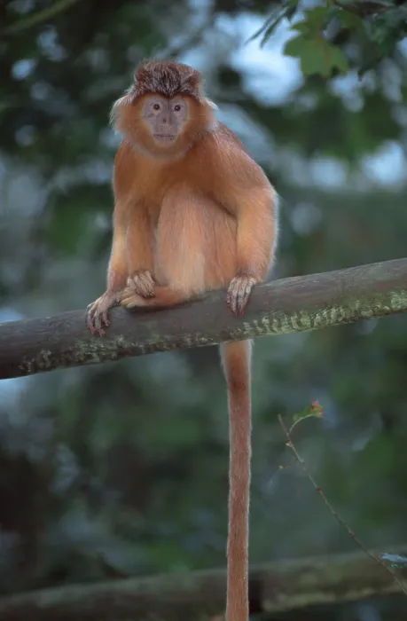 Gerahmter Druck : Java-Langur (Trachypithecus auratus auratus) Gerahmter Druck : Java-Langur (Trachypithecus auratus auratus)