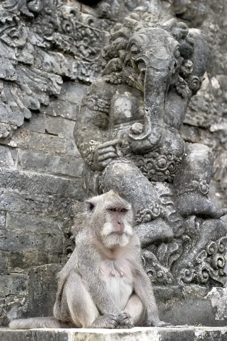 Gerahmter Druck : Javaaffe Macaca fasciularis Gerahmter Druck : Javaaffe Macaca fasciularis