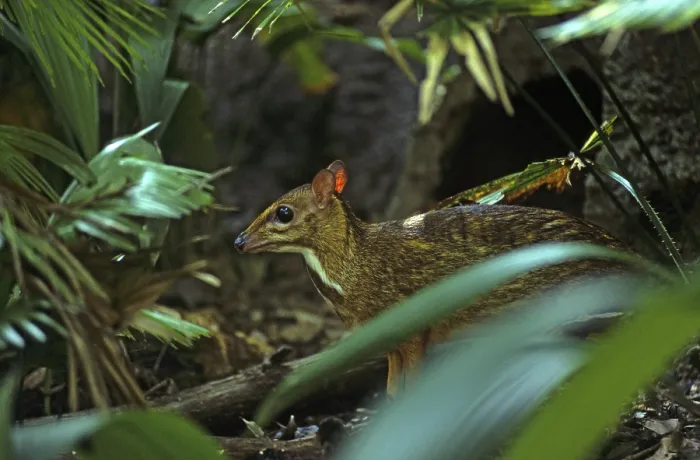 Gerahmter Druck : Java-Manguste (Tragulus javanicus) Gerahmter Druck : Java-Manguste (Tragulus javanicus)