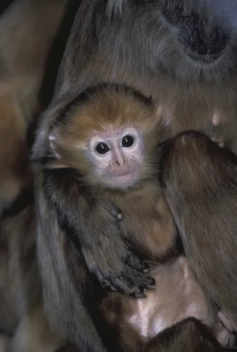 Gerahmter Druck : Javaner Langur (Trachypithecus auratus) Gerahmter Druck : Javaner Langur (Trachypithecus auratus)