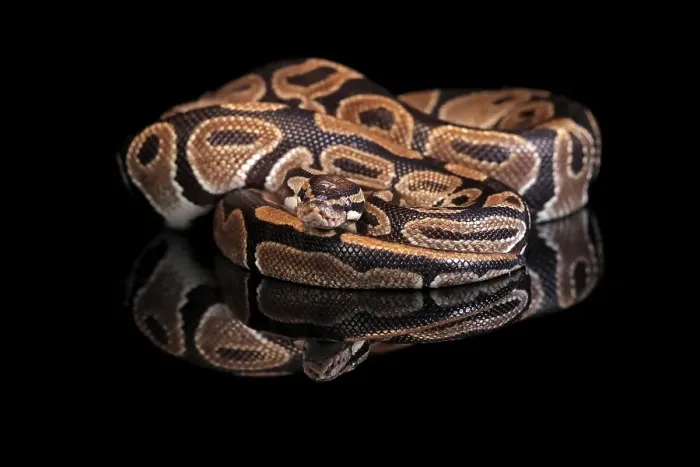 Gerahmter Druck : Königspython, (Python regius), Erwachsener. Gerahmter Druck : Königspython, (Python regius), Erwachsener.