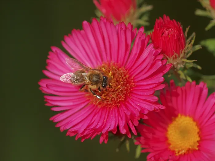 Gerahmter Druck : Blattaster mit Bienen Gerahmter Druck : Blattaster mit Bienen