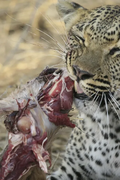 Gerahmter Druck : Der Leopard frisst Impala. Gerahmter Druck : Der Leopard frisst Impala.