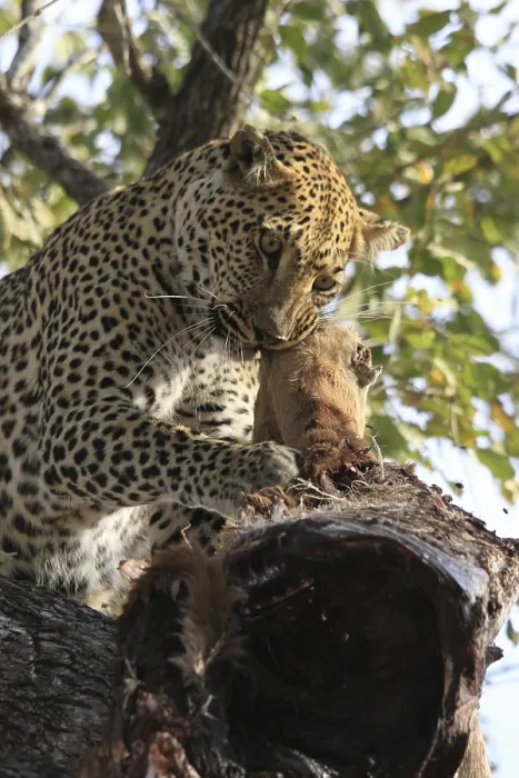 Gerahmter Druck : Ein Leopard frisst eine Impala in einem Baum.