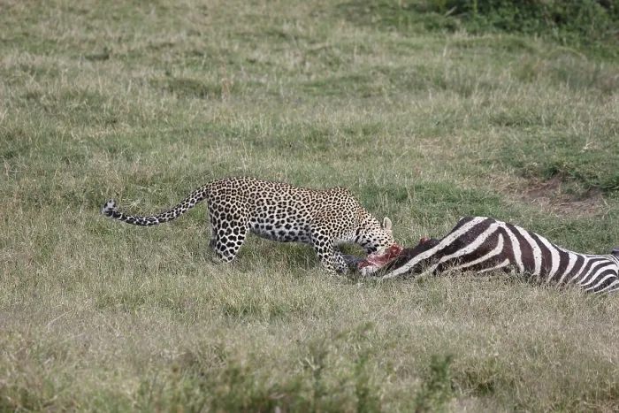Gerahmter Druck : Leopard auf der Jagd Gerahmter Druck : Leopard auf der Jagd