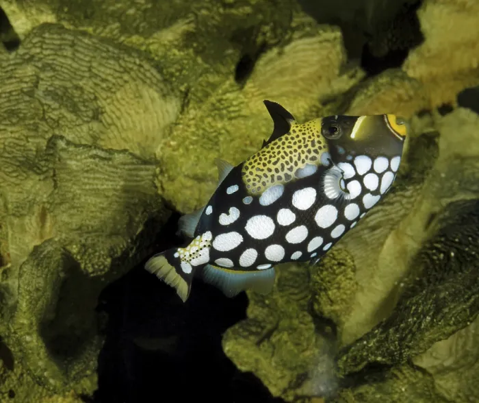 Gerahmter Druck : Leopard-Triggerfisch, Leopard-Triggerfisch Gerahmter Druck : Leopard-Triggerfisch, Leopard-Triggerfisch