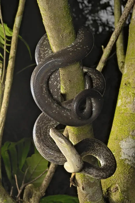 Gerahmter Druck : Macklots-Python (Liasis mackloti) Papuanischer Macklots-Python (Liasis mackloti) Papuan