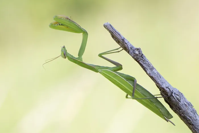 Gerahmter Druck : mantis Gerahmter Druck : mantis