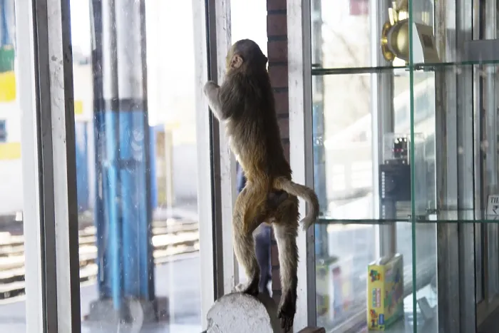 Gerahmter Druck : Affe erkundet den Fensterbereich. Gerahmter Druck : Affe erkundet den Fensterbereich.