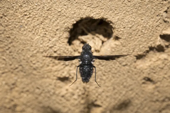Gerahmter Druck : Trauerfliege, Anthrax-Fliege, Biene Fliege Gerahmter Druck : Trauerfliege, Anthrax-Fliege, Biene Fliege