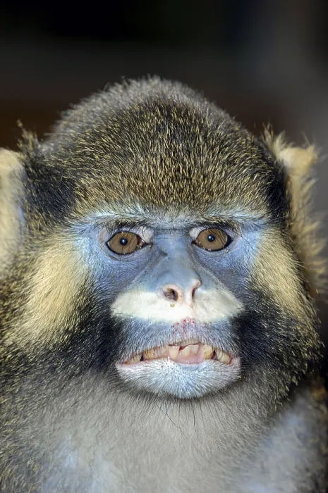 Gerahmter Druck : Mundgesichts-Guenon (Cercopithecus cephus) Gerahmter Druck : Mundgesichts-Guenon (Cercopithecus cephus)