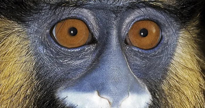 Gerahmter Druck : Mundaffen (Cercopithecus cephus) oder Mundaffe Gerahmter Druck : Mundaffen (Cercopithecus cephus) oder Mundaffe