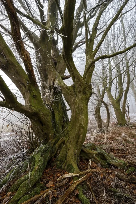 Gerahmter Druck : Einheimischer Baum mit verzwirbelten Ästen.