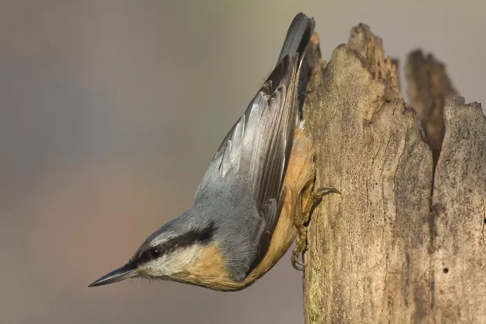 Gerahmter Druck : Nuthatch auf dem Kopf. Gerahmter Druck : Nuthatch auf dem Kopf.