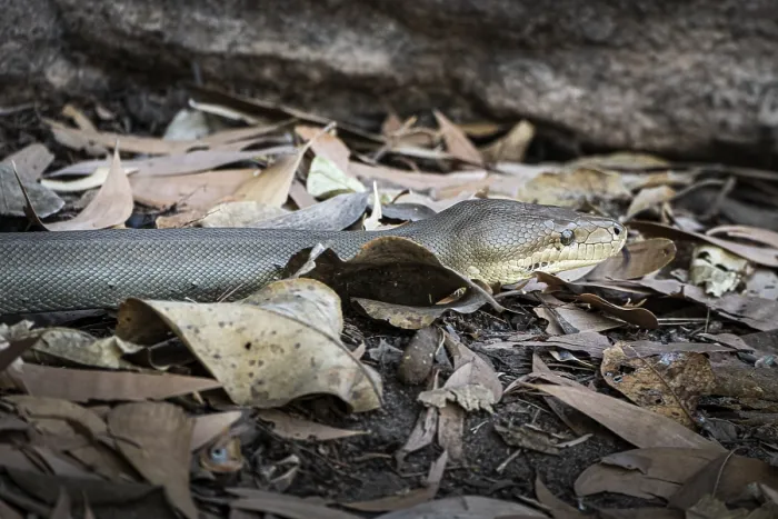 Gerahmter Druck : Olive-Python (Liasis olivaceus) Gerahmter Druck : Olive-Python (Liasis olivaceus)